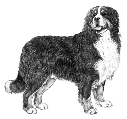 Image of berner standard.jpg