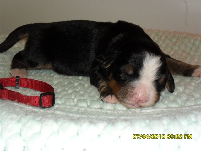 Image of sam_0205.jpg